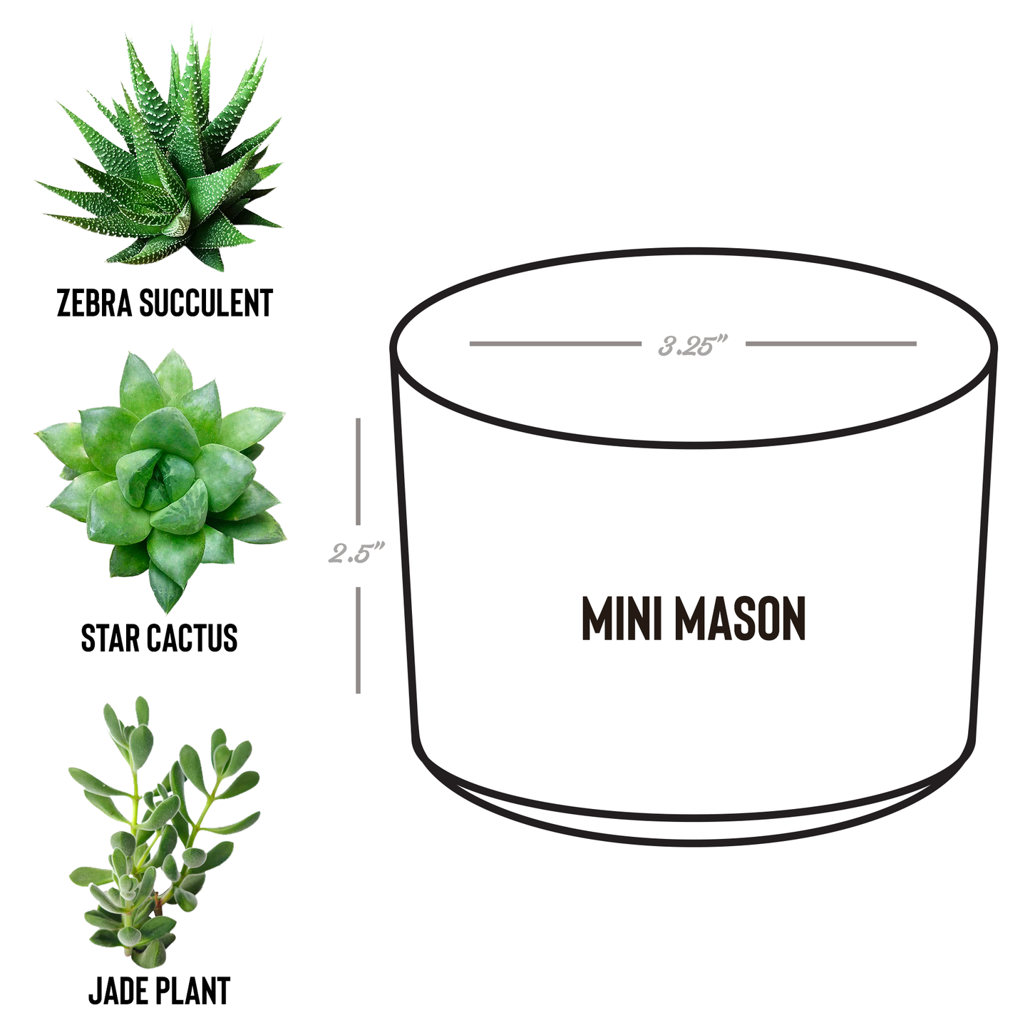 New Grandma Desk Plant Gift for Her Grandma