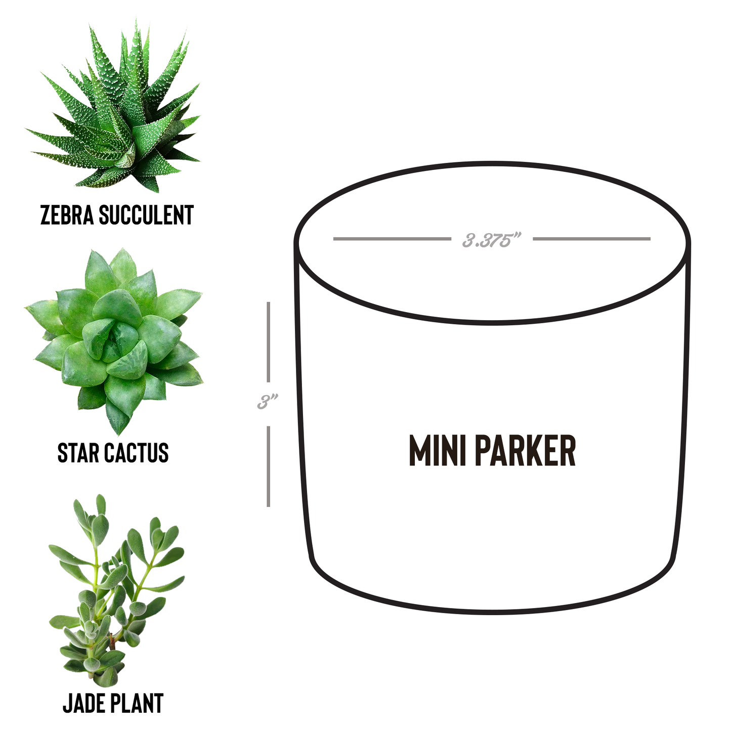 World's Greatest Personalized Desk Plant