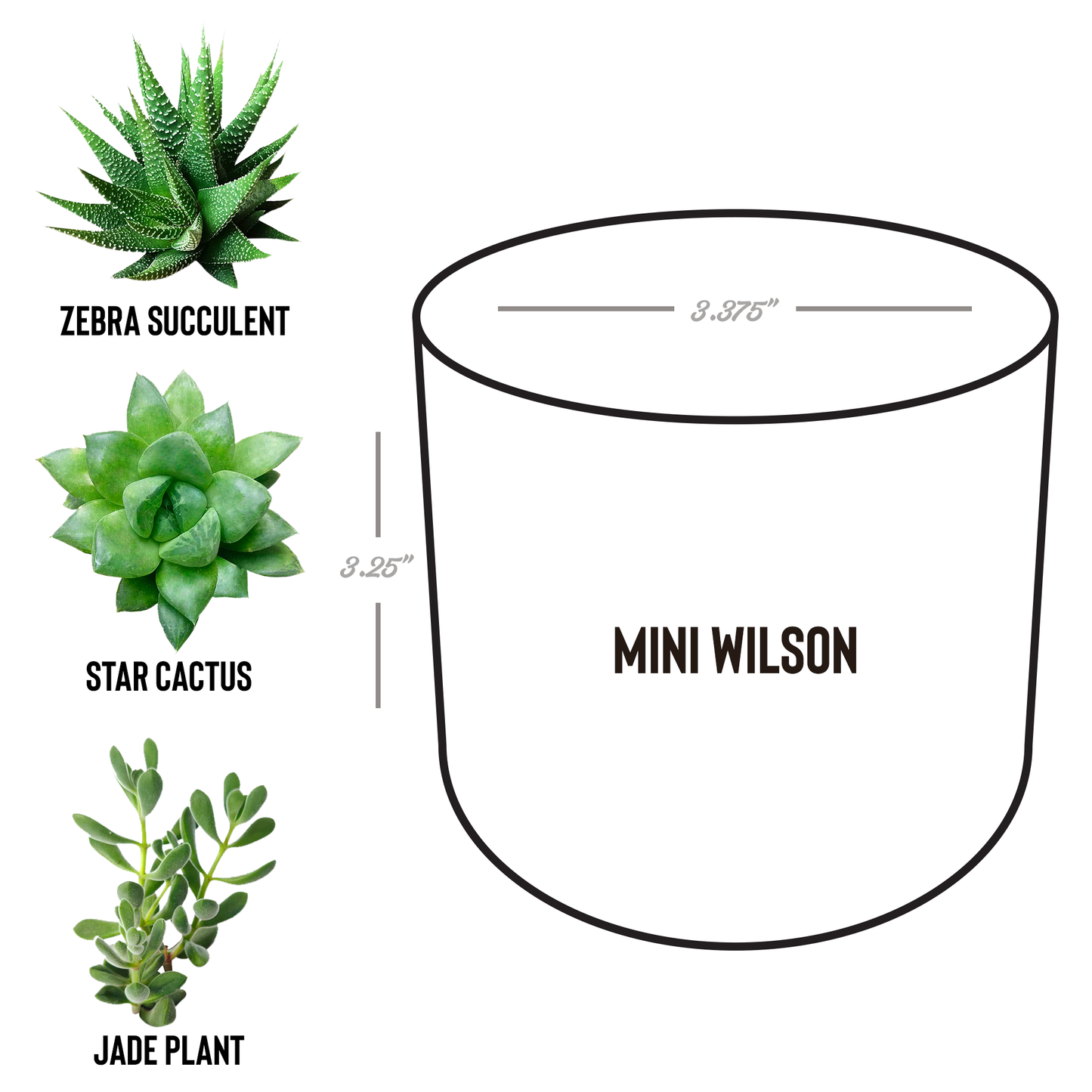New Grandma Desk Plant Gift for Her Grandma