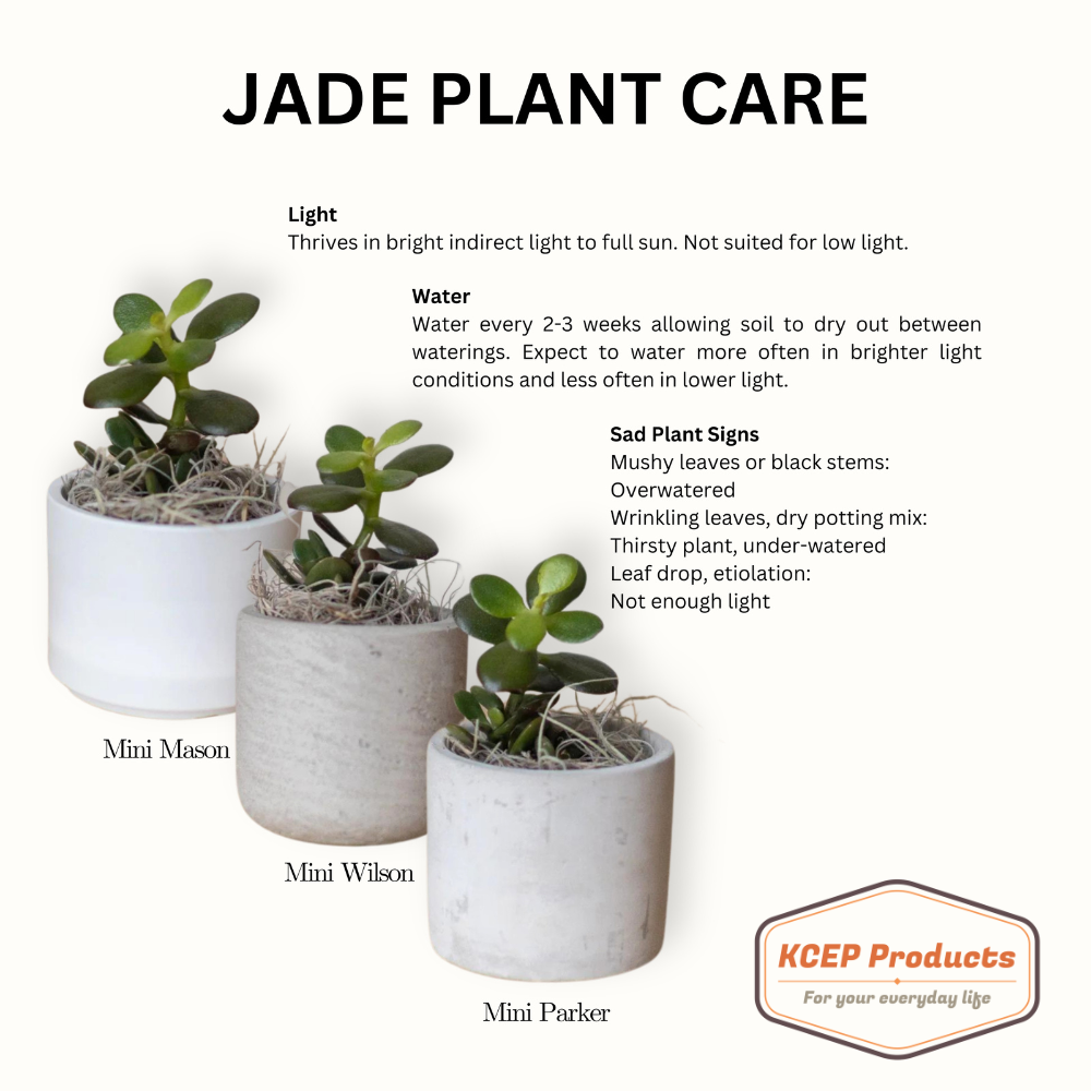 World's Greatest Personalized Desk Plant