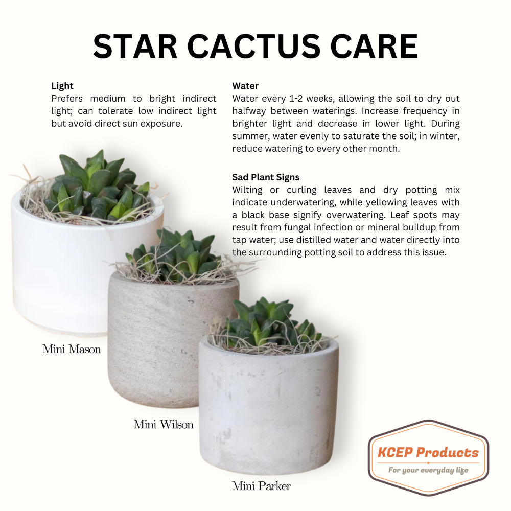 New Grandma Desk Plant Gift for Her Grandma